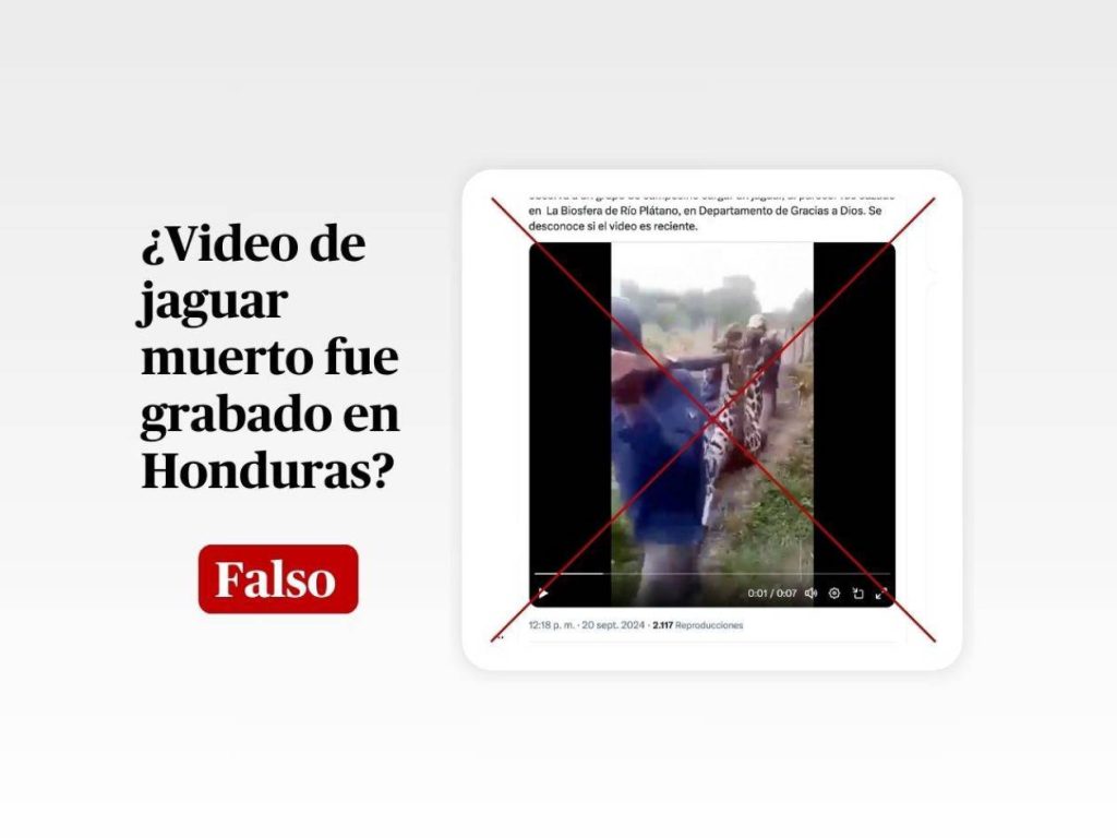 Desmentido: video de jaguar muerto no fue grabado en Honduras
